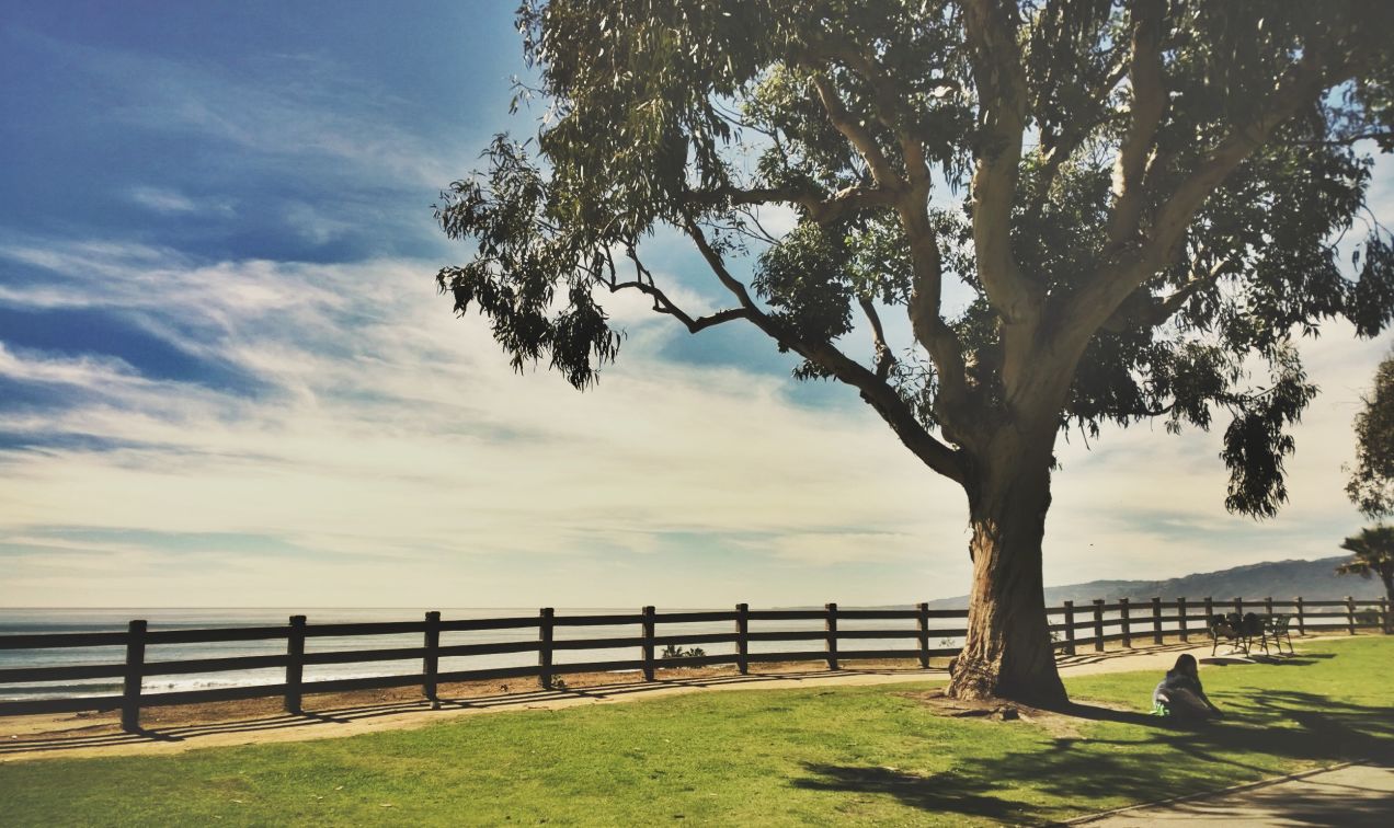 Ocean Avenue and Palisades Park - Photo Credit: Ryan Vaarsi